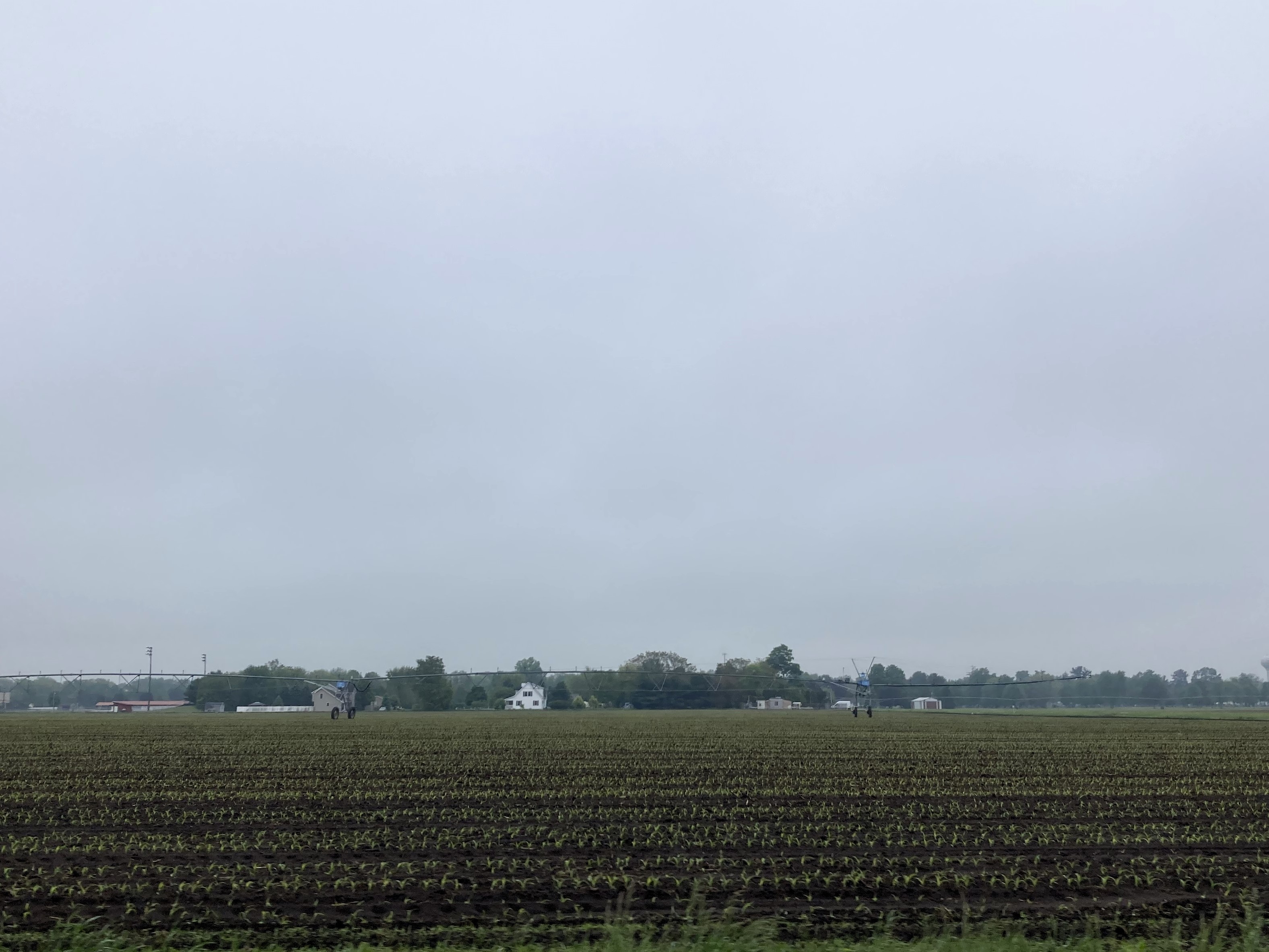 25 Corn just emerging cropped.jpg
